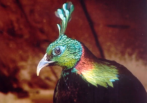 HIMALAYAN BIRDS AVIARY